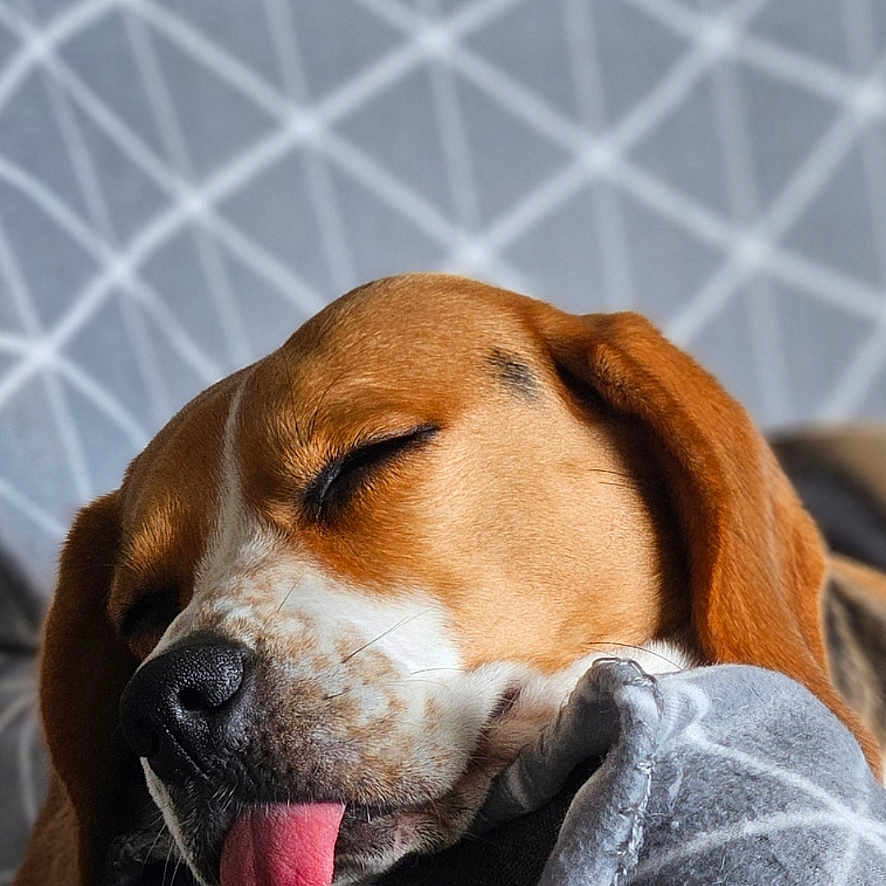 June a rejoint le concours — aidez-le/la à gagner de superbes lots ! animal, beagle, blanket, bodypart, canine, couch, cushion, dog, furniture, head, homedecor, hound, labradorretriever, mouth, person, pet, puppy, quilt, sleeping, snout