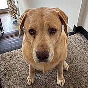 Tatum joined the competition — help win amazing prizes! dog, golden_retriever, pet, animal, portrait, sitting, carpet, indoors, home, staircase, christmas_tree, holiday, golden_fur, floppy_ears, brown_eyes, nose, paws, front_facing, cute, photography