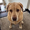 dog, golden_retriever, pet, animal, portrait, sitting, carpet, indoors, home, staircase, christmas_tree, holiday, golden_fur, floppy_ears, brown_eyes, nose, paws, front_facing, cute, photography