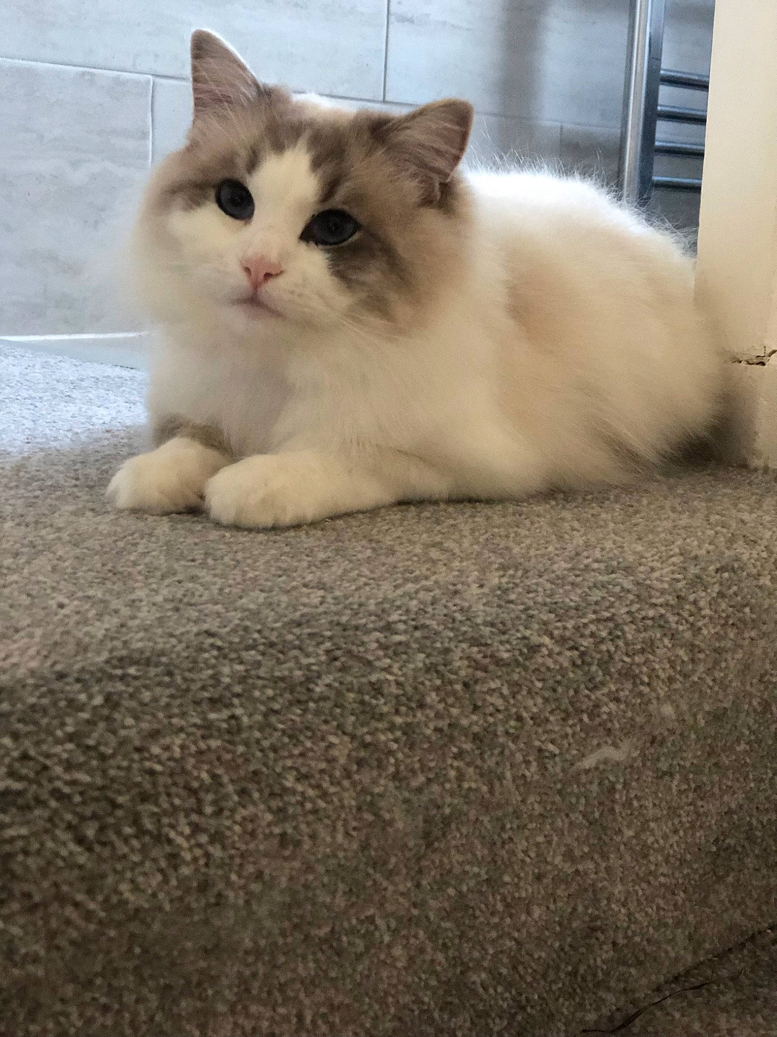 Sir Nigel is registered to the contest to win money with this photo: carnivore, cat, claw, door, fawn, felidae, flooring, fur, hardwood, paw, sitting, small_to_medium_sized_cats, snout, tail, terrestrial_animal, whiskers, wood