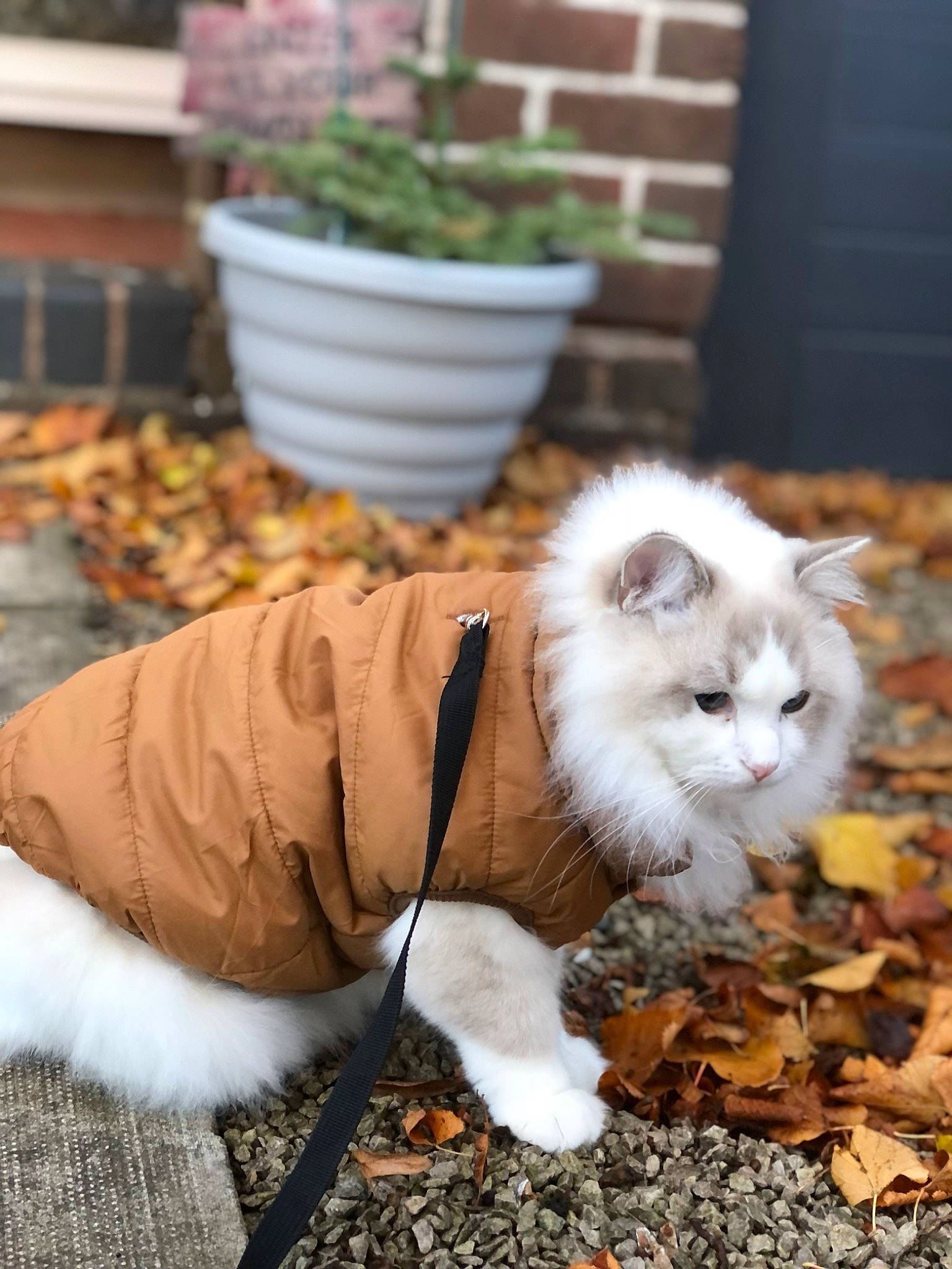 Sir Nigel is registered to the contest to win money with this photo: canidae, carnivore, cat, companion_dog, dog_breed, fawn, felidae, flooring, fur, grass, houseplant, plant, porch, road_surface, sitting, small_to_medium_sized_cats, snout, tail, whiskers, wood