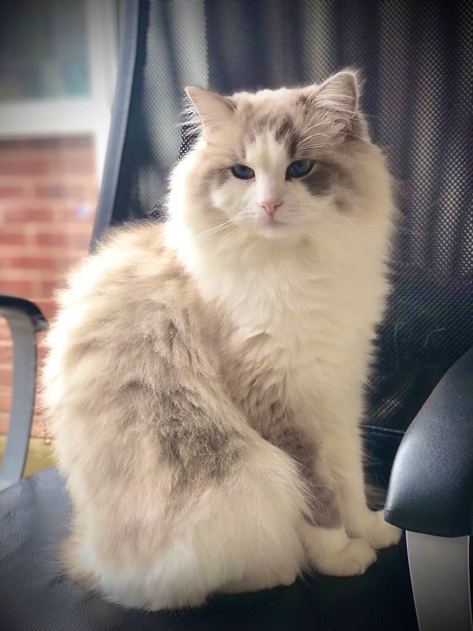 Sir Nigel joined the competition — help win amazing prizes! carnivore, cat, claw, comfort, felidae, fur, paw, sitting, small_to_medium_sized_cats, snout, tail, terrestrial_animal, whiskers