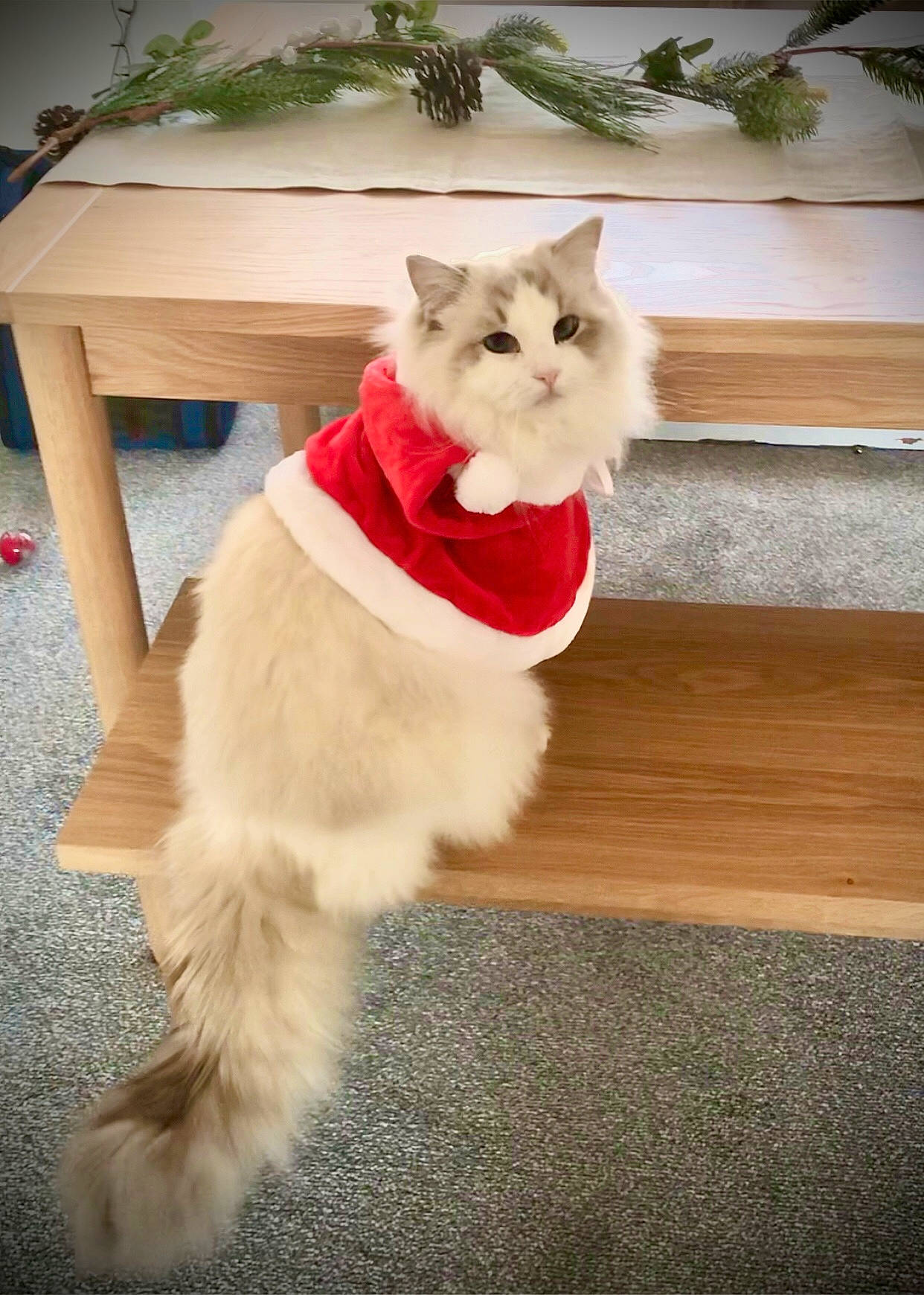 Sir Nigel is registered to the contest to win money with this photo: carnivore, cat, chair, companion_dog, domestic_short_haired_cat, fawn, felidae, flooring, fur, hardwood, paw, plant, sitting, small_to_medium_sized_cats, snout, tail, tree, whiskers, window, wood