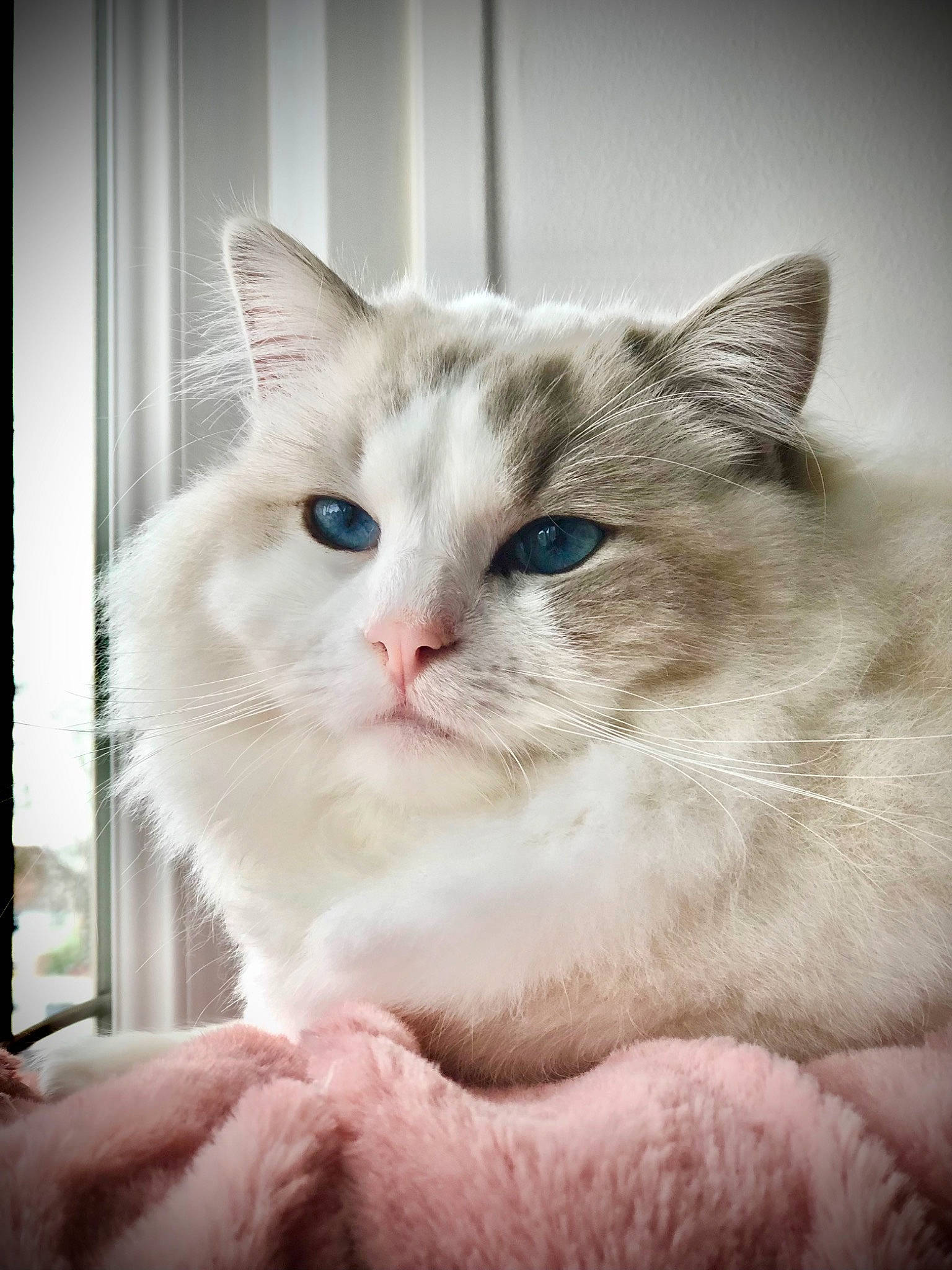 Sir Nigel joined the competition — help win amazing prizes! carnivore, cat, cat_supply, claw, comfort, domestic_short_haired_cat, fawn, felidae, fur, iris, paw, scottish_fold, small_to_medium_sized_cats, snout, whiskers, window