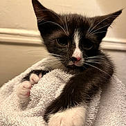 Neko joined the competition — help win amazing prizes! animal, black_and_white, cat, close_up, cozy, curious, cute, domestic_cat, feline, fur, indoor, kitten, paw, pet, pink_paw, resting, soft, towel, whiskers, young