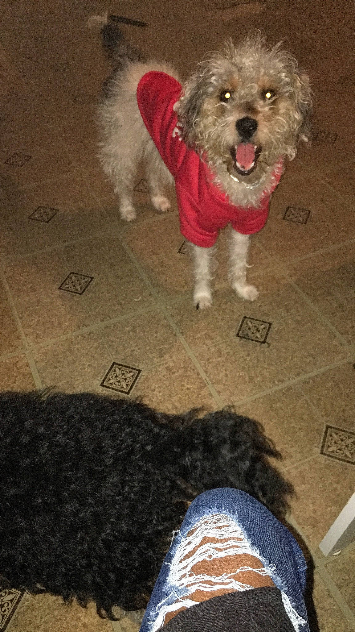 Max is registered to the contest to win money with this photo: barefoot, carnivore, companion_dog, dog, dog_breed, dog_clothes, dog_supply, fashion_accessory, flooring, foot, fur, human_leg, road_surface, sandal, small_terrier, tail, terrier, thigh, toe, toy_dog