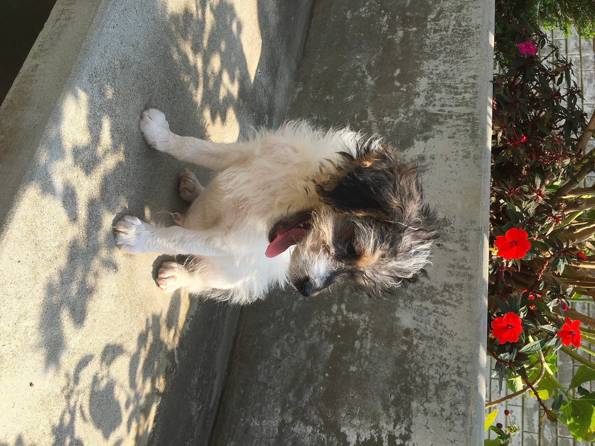 Max joined the competition — help win amazing prizes! asphalt, ball, carnivore, companion_dog, dog, dog_breed, flower, fur, palm_tree, plant, road_surface, sidewalk, small_terrier, spaniel, sporting_group, tail, terrier, toy_dog, tree, whiskers