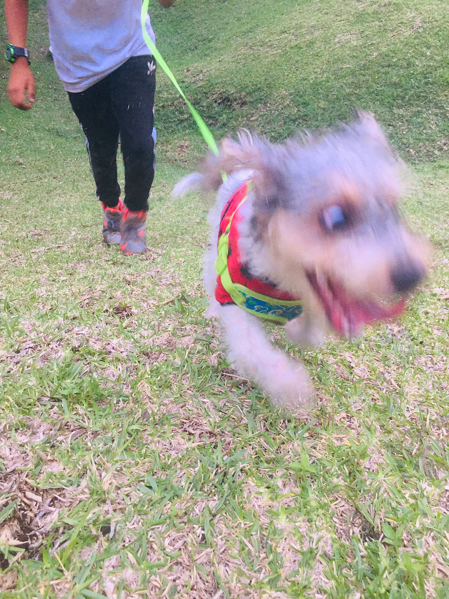 Max is registered to the contest to win money with this photo: canidae, carnivore, collar, companion_dog, dog, dog_breed, dog_collar, dog_supply, fashion_accessory, fawn, fur, grass, leash, pet_supply, plant, snout, sporting_group, tail, terrier, working_animal