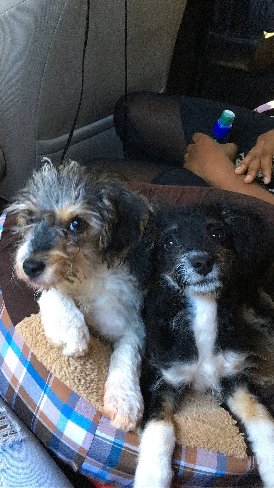 Max joined the competition — help win amazing prizes! blue, canidae, carnivore, chair, companion_dog, dog, dog_breed, fur, pattern, plaid, puppy_love, shih_poo, small_terrier, snout, sporting_group, tableware, tartan, terrier, toy_dog, working_animal