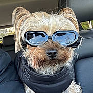 Otis Pappas joined the competition — help win amazing prizes! dog, small_dog, goggles, black_jacket, car_seat, reflection, fur, pet, animal, portrait, canine, companion, cute, eyewear, travel, indoors, seat, leisure, fashion, accessory