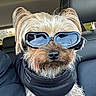 dog, small_dog, goggles, black_jacket, car_seat, reflection, fur, pet, animal, portrait, canine, companion, cute, eyewear, travel, indoors, seat, leisure, fashion, accessory