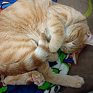 Oliver joined the competition — help win amazing prizes! blanket, cartoon_characters, cat, close_up, colorful_blanket, cozy, curled_up, cute, feline, fur, ginger_cat, indoor, nap, paw_covering_face, pet, pink_paw_pads, relaxed, resting, sleeping, soft_texture