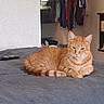 Oliver is registered to the contest to win money with this photo: bed, blanket, cat, clothing, cozy, domestic_animal, feline, fur, hanger, home, indoor, orange_tabby, pet, relaxed, remote_control, resting, room, sleepy, tail, whiskers