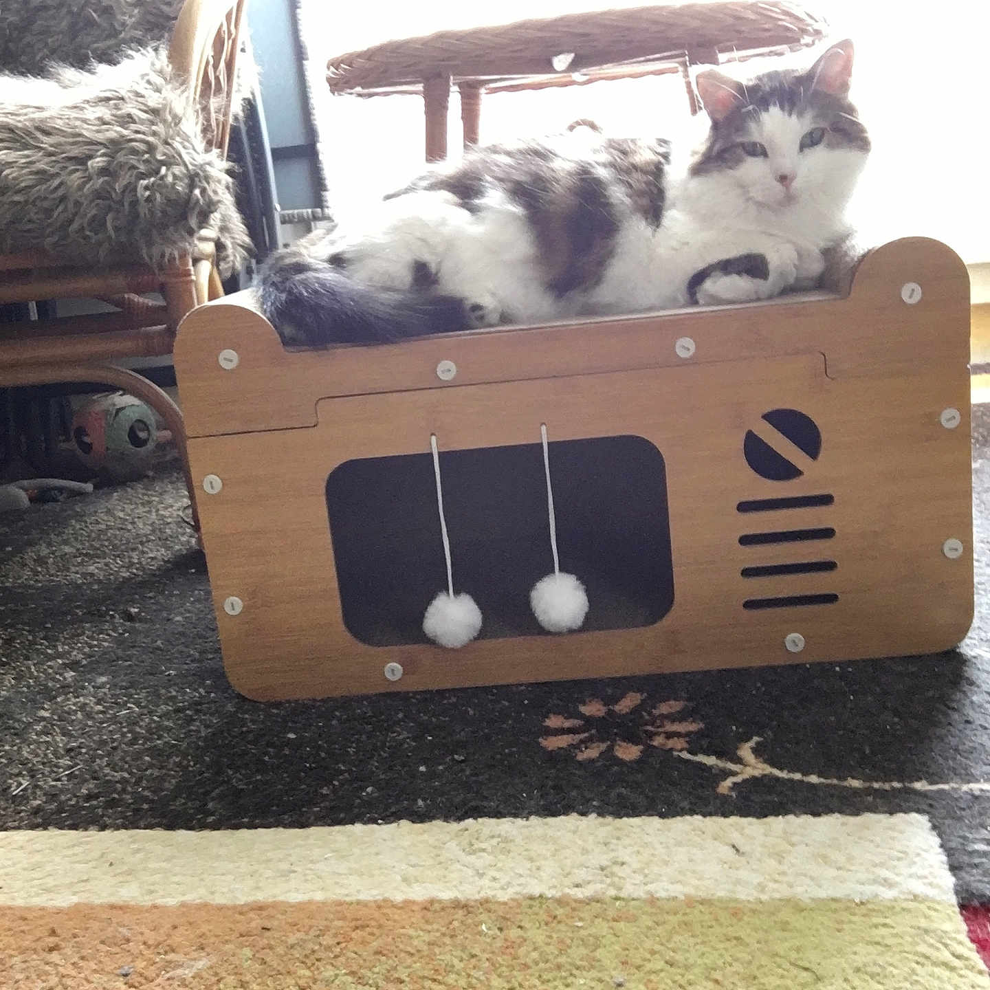 Caline participe au concours pour gagner de l'argent avec cette photo : animal, architecture, ball, box, canine, cat, couch, dog, furniture, homedecor, indoors, kitten, pet, plant, pottedplant, puppy, sport, tennis, tennisball, wood