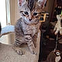animal, blurred_background, cat, cat_tree, curious, cute, ears, feline, furniture, giraffe_toy, indoor, kitten, owl_toy, paws, pet, plush_toy, soft, tabby, whiskers, young