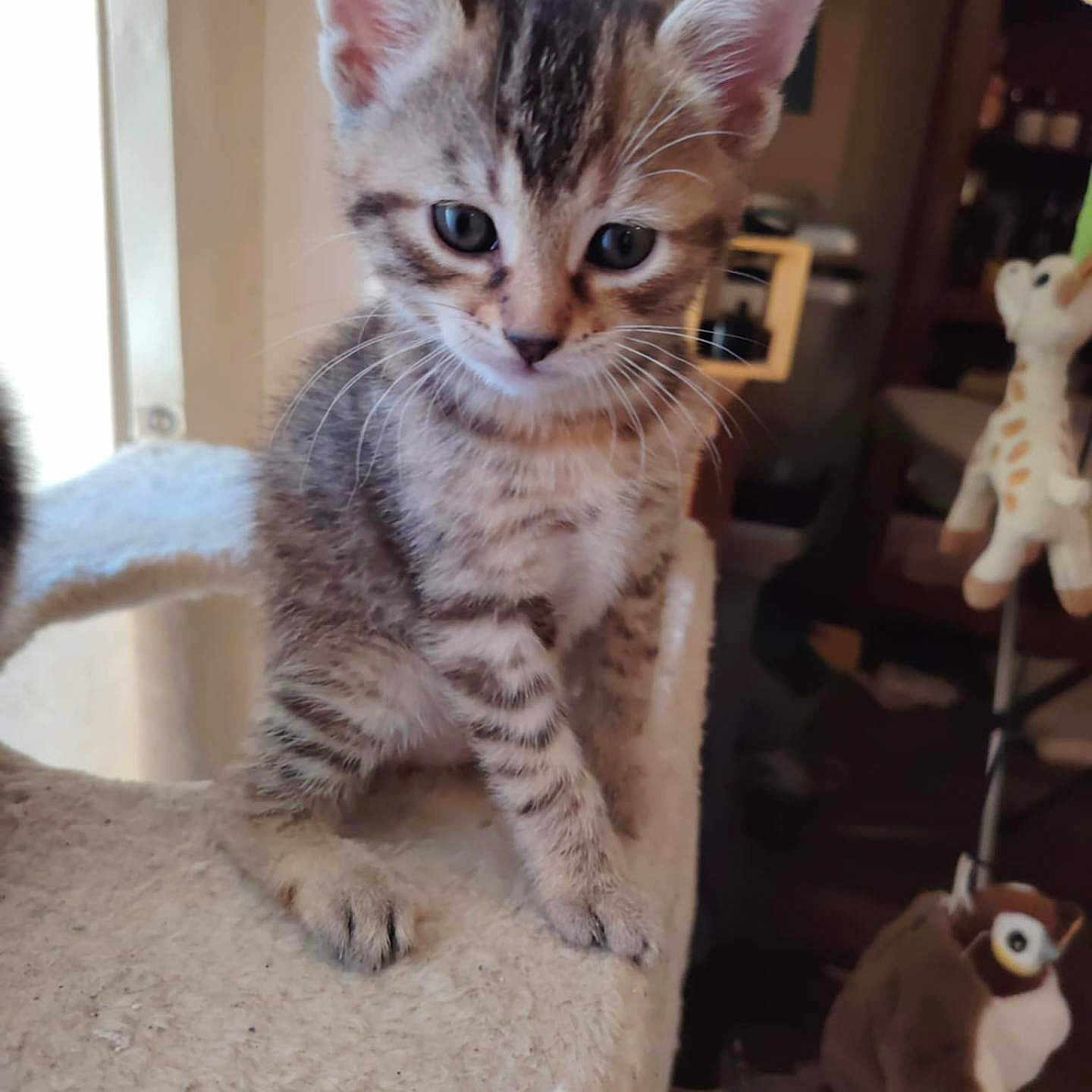 Amaya a rejoint le concours — aidez-le/la à gagner de superbes lots ! animal, blurred_background, cat, cat_tree, curious, cute, ears, feline, furniture, giraffe_toy, indoor, kitten, owl_toy, paws, pet, plush_toy, soft, tabby, whiskers, young