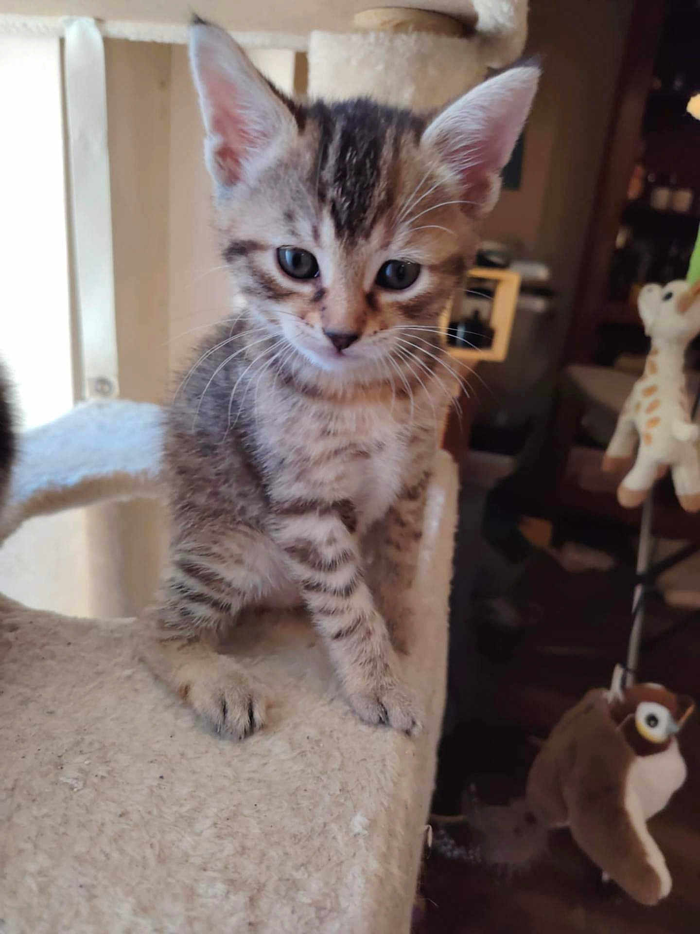 Amaya a rejoint le concours — aidez-le/la à gagner de superbes lots ! animal, blurred_background, cat, cat_tree, curious, cute, ears, feline, furniture, giraffe_toy, indoor, kitten, owl_toy, paws, pet, plush_toy, soft, tabby, whiskers, young