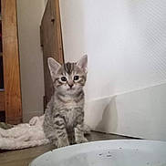 Amaya a rejoint le concours — aidez-le/la à gagner de superbes lots ! kitten, cat, tabby, floor, plate, crumbs, indoor, pet, curious, young, feline, domestic, wooden_furniture, white_wall, sitting, animal, cute, small, looking, home