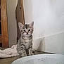kitten, cat, tabby, floor, plate, crumbs, indoor, pet, curious, young, feline, domestic, wooden_furniture, white_wall, sitting, animal, cute, small, looking, home