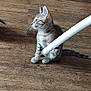 Amaya a rejoint le concours — aidez-le/la à gagner de superbes lots ! kitten, cat, wooden_floor, pet, animal, indoor, curious, sitting, feline, young_animal, playful, fur, whiskers, ears, tail, brown, striped, domestic_cat, motion_blur, house