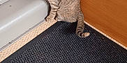 Amaya a rejoint le concours — aidez-le/la à gagner de superbes lots ! kitten, cat, tabby, floor, carpet, corner, wood_panel, indoor, pet, small, fur, animal, cute, young, curious, sitting, shy, whiskers, ears, tail