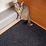 kitten, cat, tabby, floor, carpet, corner, wood_panel, indoor, pet, small, fur, animal, cute, young, curious, sitting, shy, whiskers, ears, tail