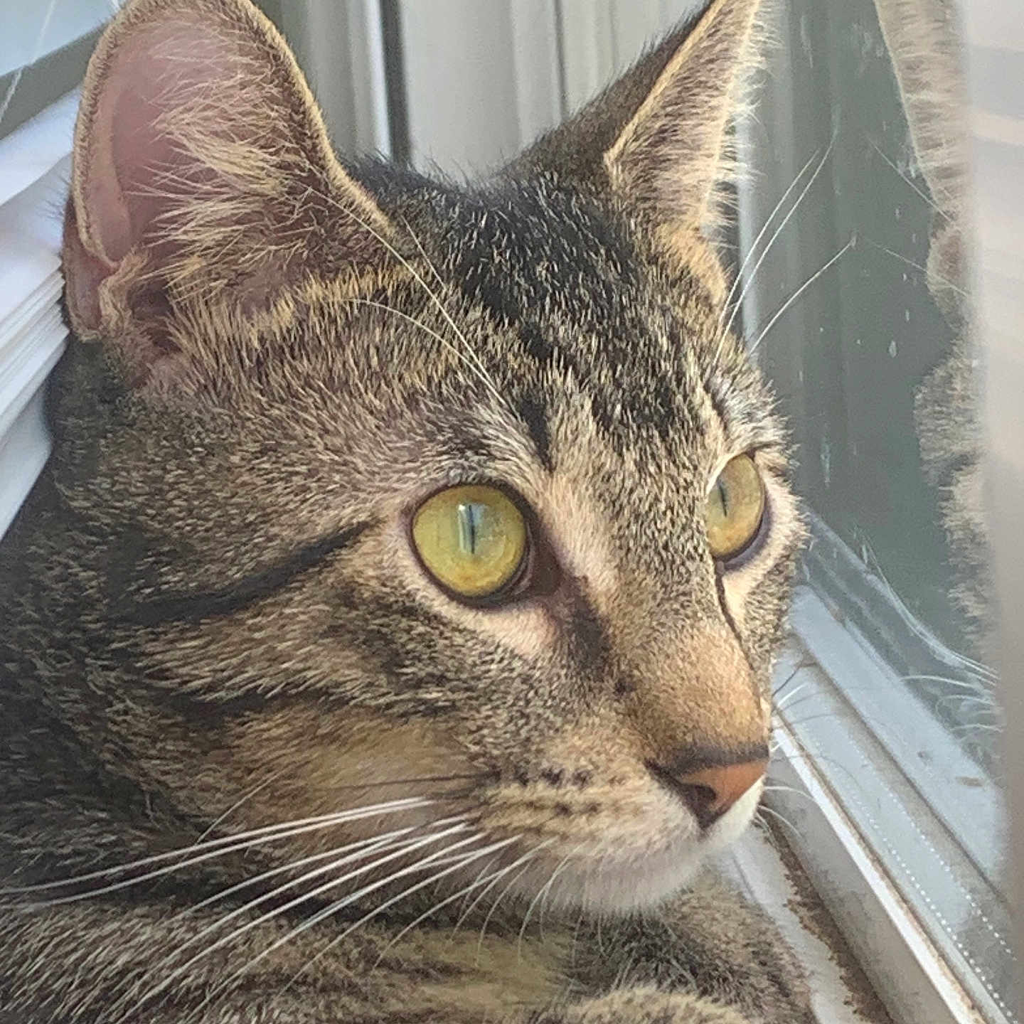Patrick Meowhomes joined the competition — help win amazing prizes! abyssinian, animal, cat, egyptiancat, kitten, manx, pet, window, windowsill