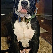 Axle is registered to the contest to win money with this photo: dog, black_and_white, collar, indoor, carpet, pet, sitting, animal, canine, floor, door, tag, fur, portrait, looking_at_camera, ears, muzzle, quiet, house, domestic