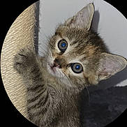 Jÿun participe au concours pour gagner de l'argent avec cette photo : kitten, cat, scratching_post, fur, blue_eyes, pet, animal, cute, indoor, whiskers, claw, tabby, young, playful, closeup, portrait, paw, feline, curious, climbing