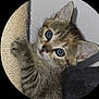 kitten, cat, scratching_post, fur, blue_eyes, pet, animal, cute, indoor, whiskers, claw, tabby, young, playful, closeup, portrait, paw, feline, curious, climbing