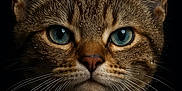 Jÿun a rejoint le concours — aidez-le/la à gagner de superbes lots ! cat, close_up, portrait, blue_eyes, water_droplets, fur, whiskers, animal, pet, mammal, cute, face, ears, nose, mustache, feline, detailed, sharp, studio_lighting, black_background
