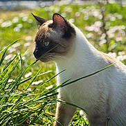 Locky participe au concours pour gagner de l'argent avec cette photo : cat, siamese_cat, grass, outdoor, nature, animal, pet, sunlight, flower, greenery, closeup, feline, whiskers, ears, side_view, blurred_background, daylight, mammal, plant, curious