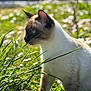 cat, siamese_cat, grass, outdoor, nature, animal, pet, sunlight, flower, greenery, closeup, feline, whiskers, ears, side_view, blurred_background, daylight, mammal, plant, curious