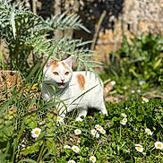Mïa a rejoint le concours — aidez-le/la à gagner de superbes lots ! cat, orange_and_white_cat, grass, daisies, flowers, garden, outdoor, plants, sunlight, nature, greenery, meowing, pet, fur, animal, daylight, spring, wildlife, mammal, curious