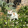 cat, orange_and_white_cat, grass, daisies, flowers, garden, outdoor, plants, sunlight, nature, greenery, meowing, pet, fur, animal, daylight, spring, wildlife, mammal, curious
