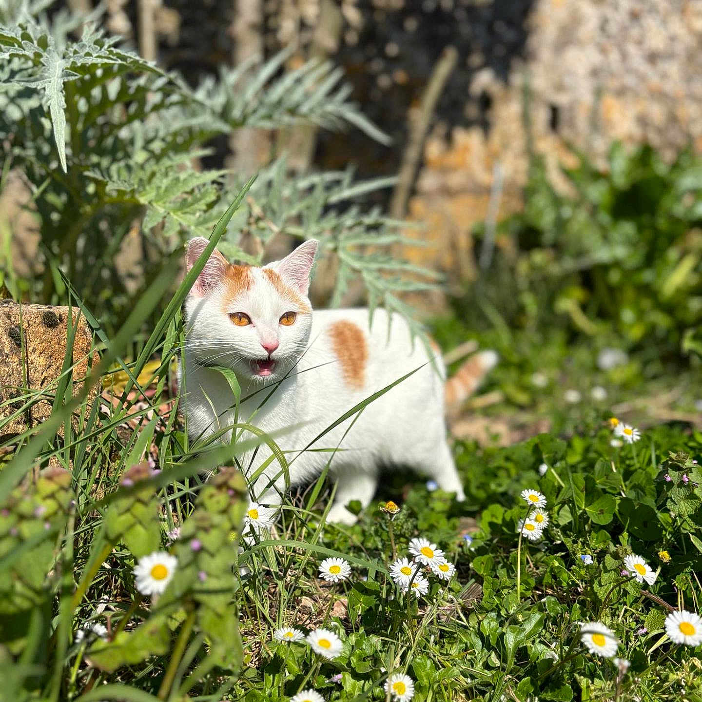 Mïa a rejoint le concours — aidez-le/la à gagner de superbes lots ! animal, cat, curious, daisies, daylight, flowers, fur, garden, grass, greenery, mammal, meowing, nature, orange_and_white_cat, outdoor, pet, plants, spring, sunlight, wildlife