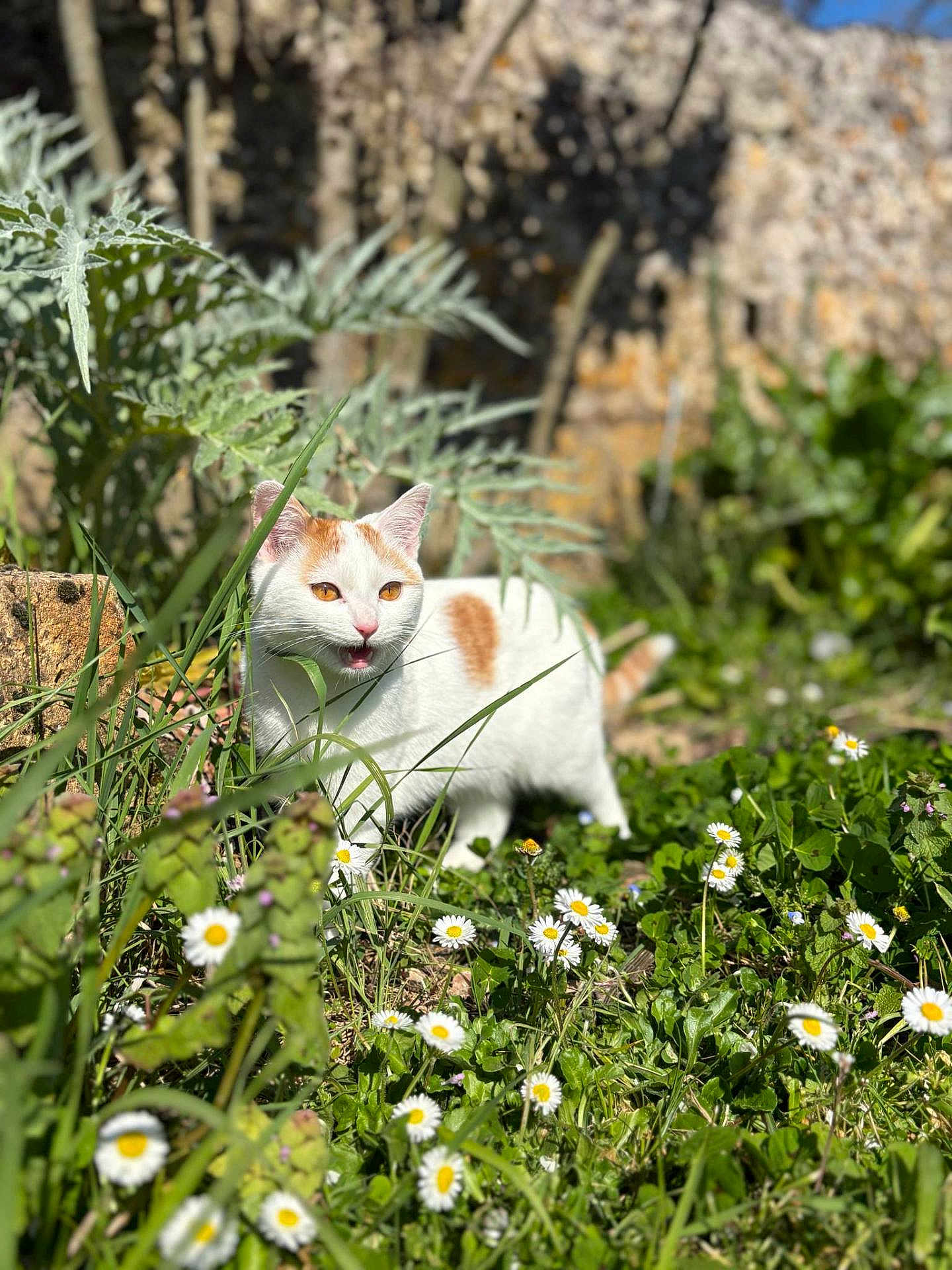 Mïa