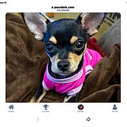 Delilah is registered to the contest to win money with this photo: puppy, dog, small_dog, black_and_tan, pink_clothing, pet, animal, portrait, close_up, large_eyes, pointed_ears, sitting, blanket, brown_blanket, indoor, cute, fashionable, collar, camera_facing, tablet_screenshot