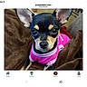 puppy, dog, small_dog, black_and_tan, pink_clothing, pet, animal, portrait, close_up, large_eyes, pointed_ears, sitting, blanket, brown_blanket, indoor, cute, fashionable, collar, camera_facing, tablet_screenshot