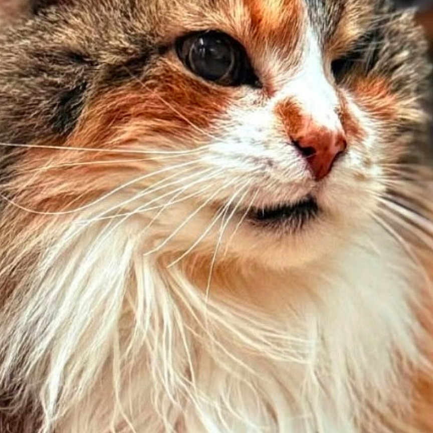 Mirabelle a rejoint le concours — aidez-le/la à gagner de superbes lots ! animal, brown_fur, calico_cat, cat, close_up, cute, ear, eyes, feline, fluffy, indoor, long_hair, muzzle, nose, pet, portrait, soft_texture, tabby, whiskers, white_fur