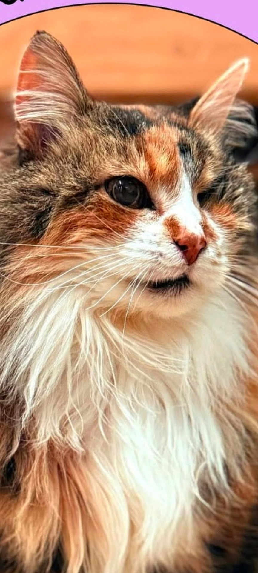 Mirabelle a rejoint le concours — aidez-le/la à gagner de superbes lots ! cat, calico_cat, long_hair, fluffy, close_up, portrait, whiskers, nose, ear, feline, pet, animal, white_fur, brown_fur, tabby, cute, eyes, indoor, soft_texture, muzzle