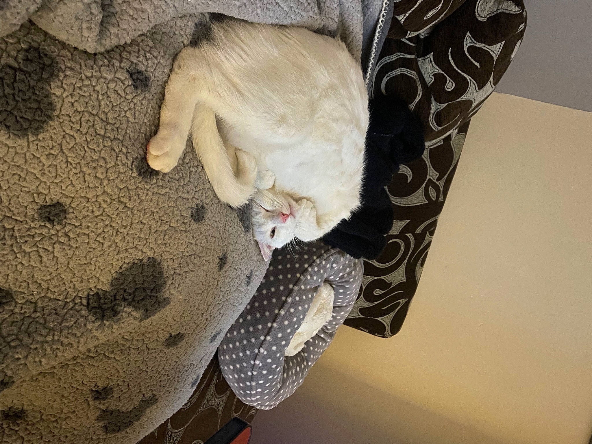 John joined the competition — help win amazing prizes! auto_part, automotive_tire, ceiling, comfort, fashion_accessory, flooring, foot, fur, gesture, human_leg, linens, nail, pattern, room, sleeve, soil, tree, wood, wool, wrist