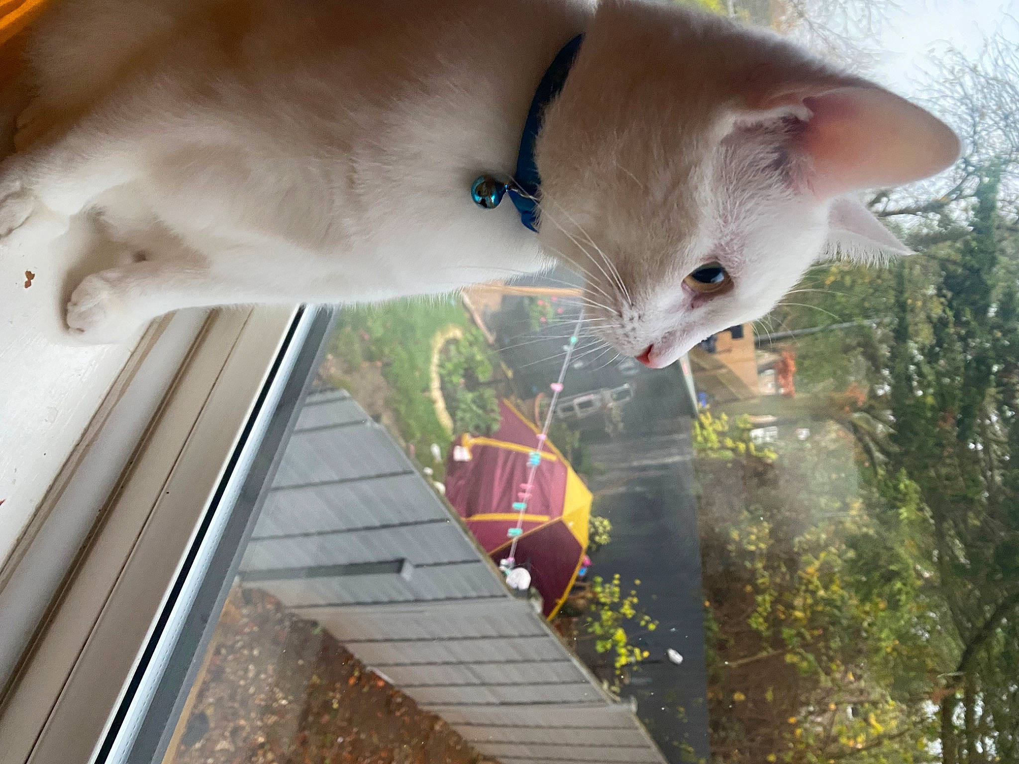 John joined the competition — help win amazing prizes! balinese, carnivore, cat, collar, domestic_short_haired_cat, fawn, felidae, fur, grass, paw, plant, small_to_medium_sized_cats, snout, tail, thai, tree, twig, whiskers, wood