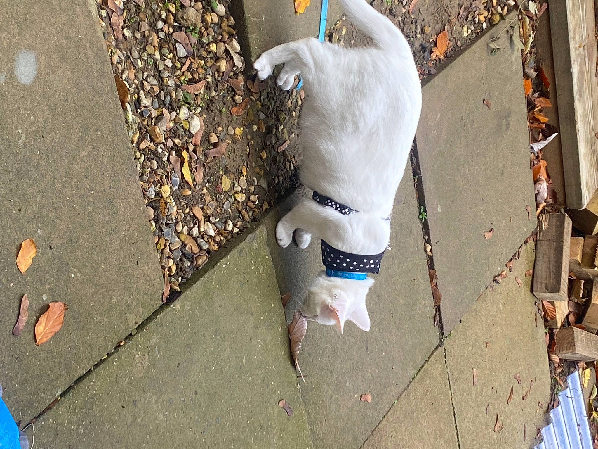 John is registered to the contest to win money with this photo: canidae, carnivore, collar, companion_dog, concrete, dog, dog_breed, dog_collar, fashion_accessory, fawn, flooring, leash, pet_supply, road_surface, sidewalk, snout, sporting_group, tail, wood, working_animal