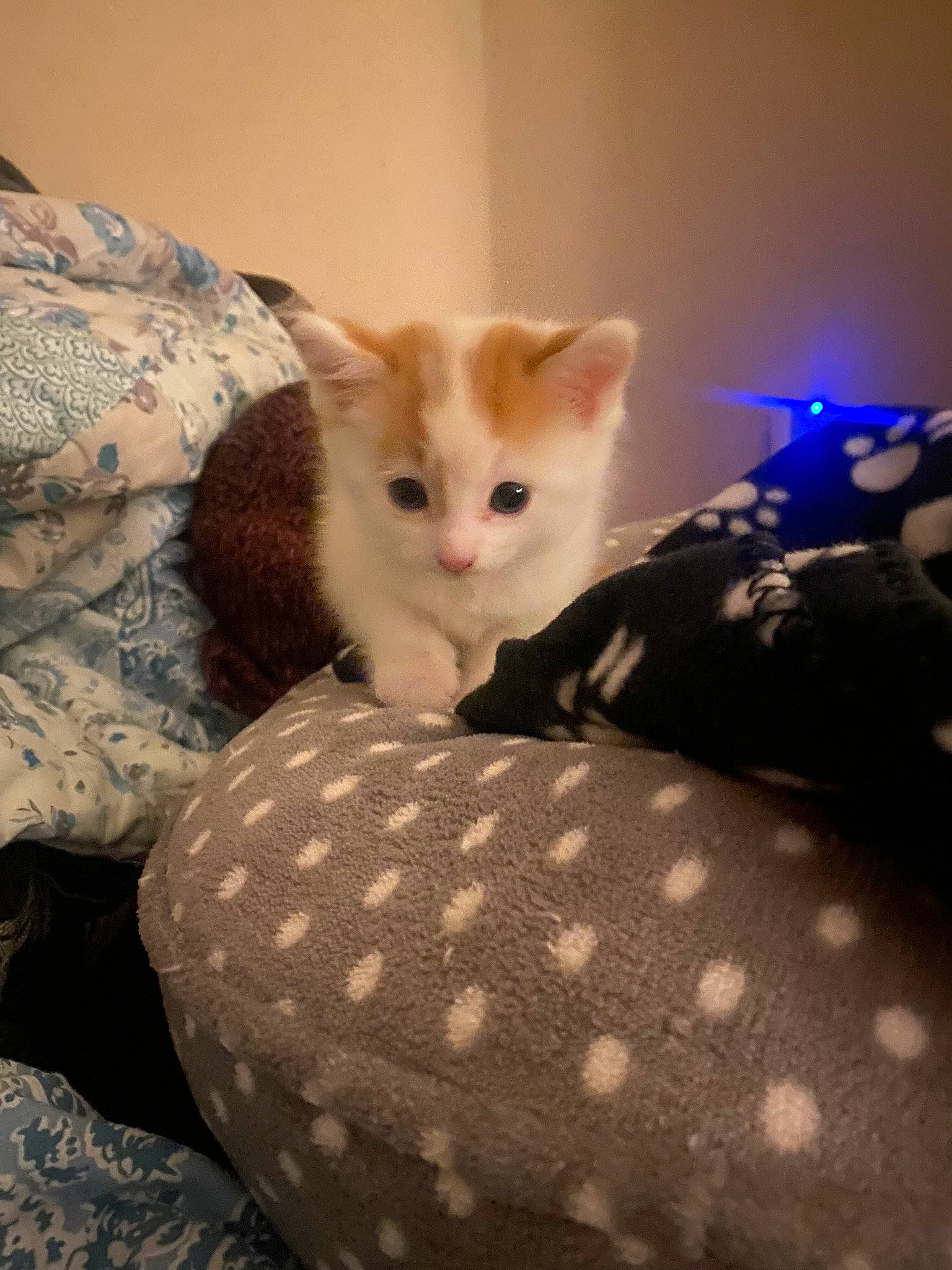 Wilson joined the competition — help win amazing prizes! bed, bedding, box, carnivore, cat, cat_supply, comfort, domestic_short_haired_cat, fawn, felidae, fur, linens, mammal, pattern, room, small_to_medium_sized_cats, tail, vertebrate, whiskers, wood