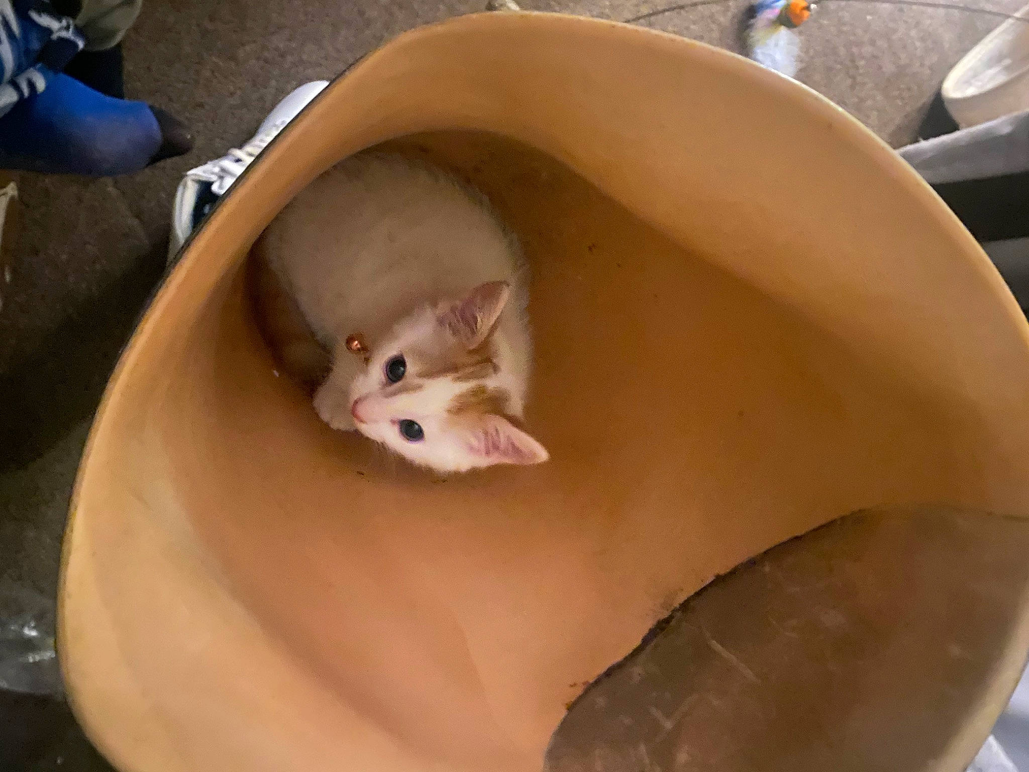 Wilson is registered to the contest to win money with this photo: carnivore, cat, cat_supply, comfort, domestic_short_haired_cat, fawn, felidae, fender, metal, musical_instrument, small_to_medium_sized_cats, snout, terrestrial_animal, whiskers, wood