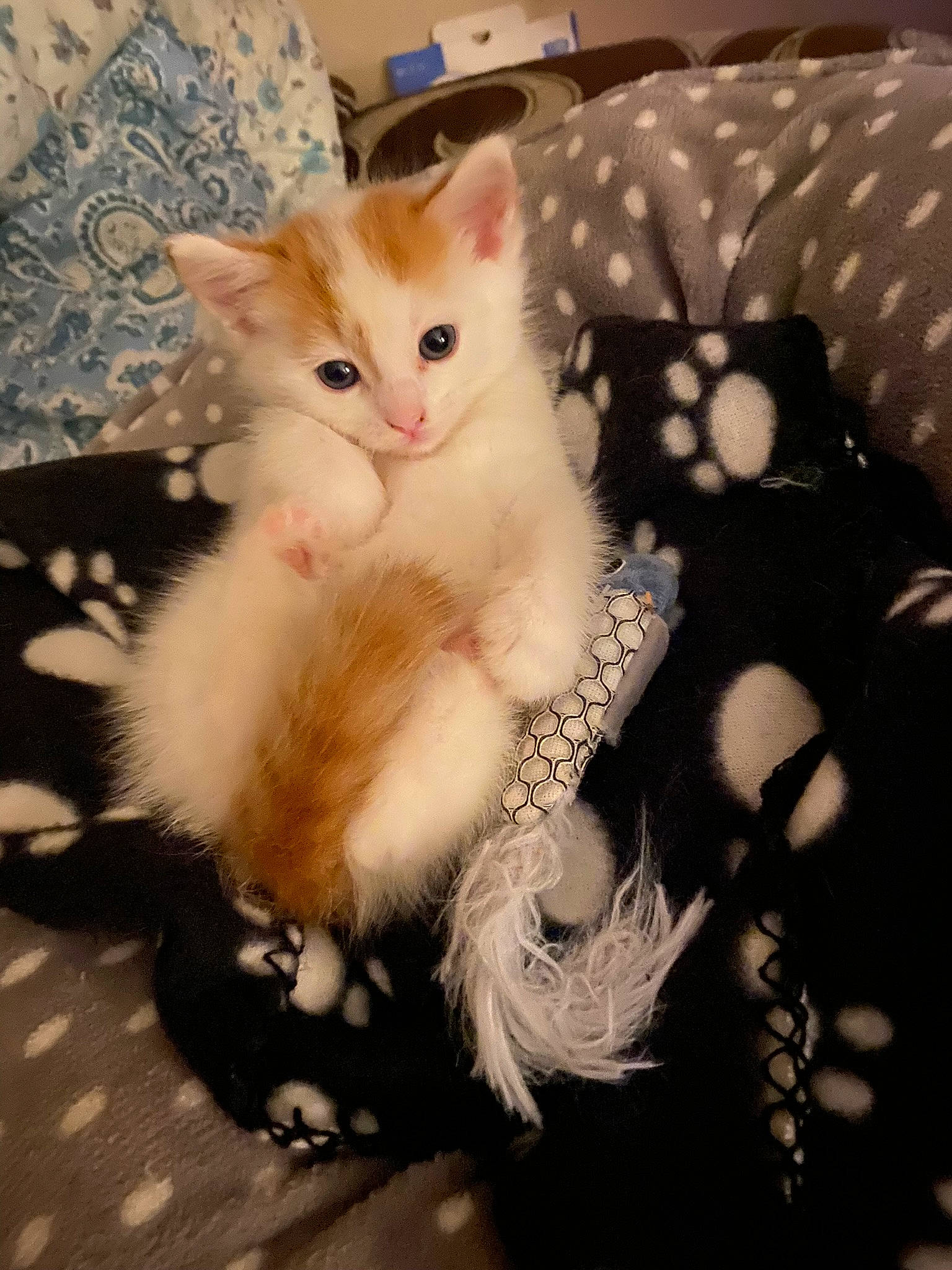 Wilson joined the competition — help win amazing prizes! carnivore, cat, claw, comfort, domestic_short_haired_cat, eye, fawn, felidae, foot, fur, head, iris, pattern, paw, plant, sitting, small_to_medium_sized_cats, snout, tail, whiskers