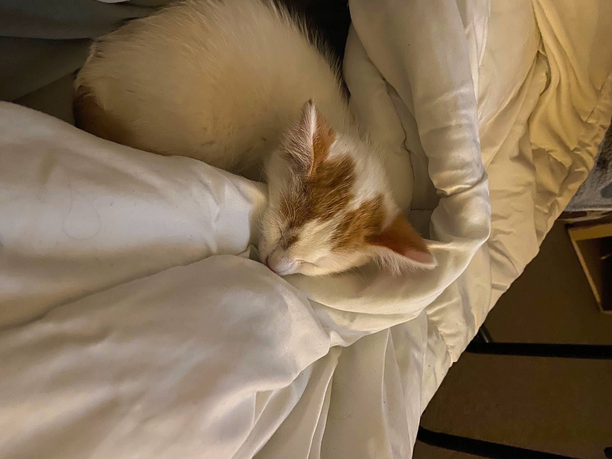 Wilson is registered to the contest to win money with this photo: bed, bedding, bedroom, blanket, cat, chair, comfort, duvet, felidae, fur, gesture, human_leg, knee, linens, nap, pillow, room, small_to_medium_sized_cats, wood, wrist