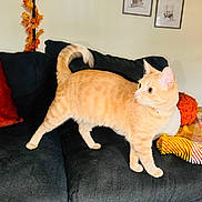 Nova is registered to the contest to win money with this photo: cat, orange_tabby, couch, indoor, pet, feline, curious, alert, tail_up, pillow, blanket, home, living_room, decor, fall_theme, cozy, animal, whiskers, ears, fur