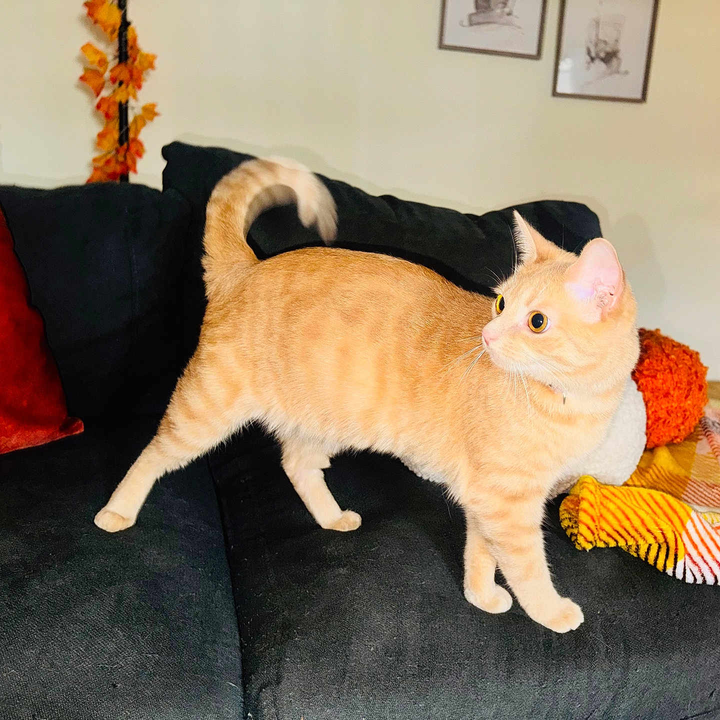 Nova is registered to the contest to win money with this photo: alert, animal, blanket, cat, couch, cozy, curious, decor, ears, fall_theme, feline, fur, home, indoor, living_room, orange_tabby, pet, pillow, tail_up, whiskers